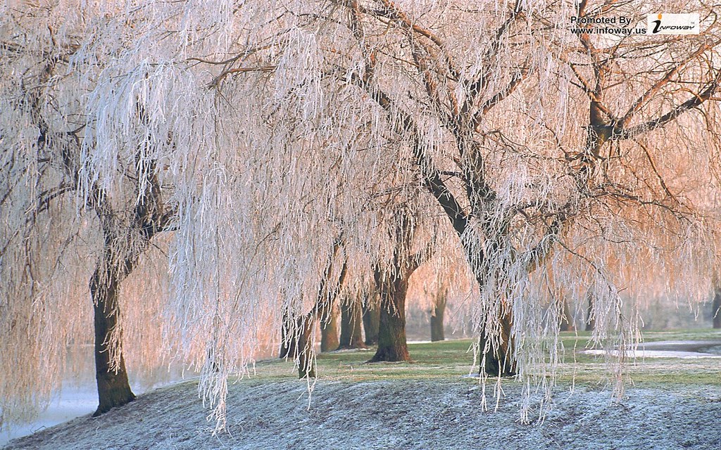 Snow And Ice On Trees - HD Wallpaper 