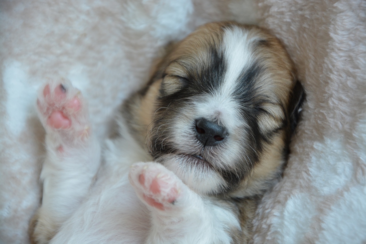 Puppy - HD Wallpaper 