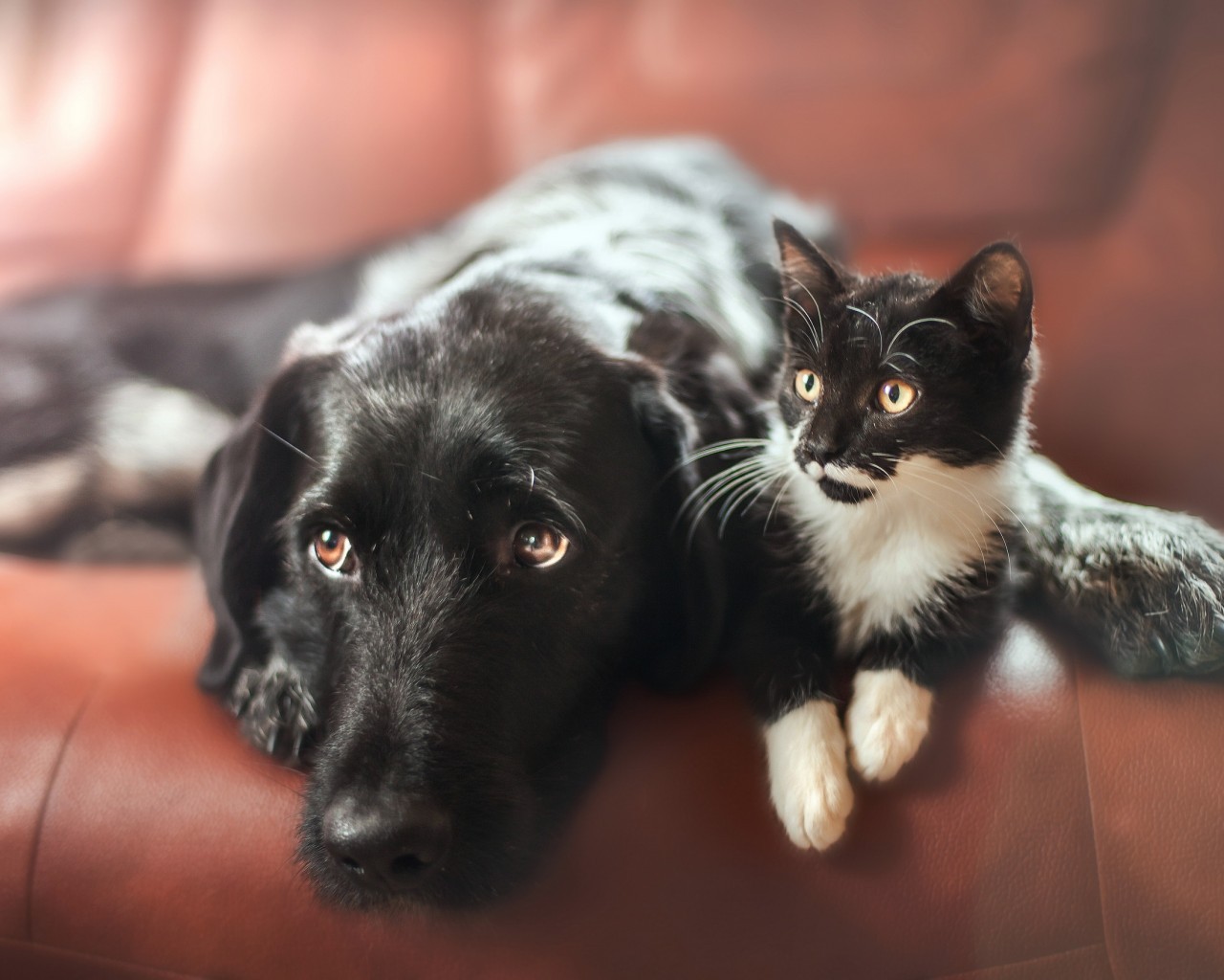 Puppy, Cat, Lying Down, Lazy, Black And White, Dogs - Dog - HD Wallpaper 