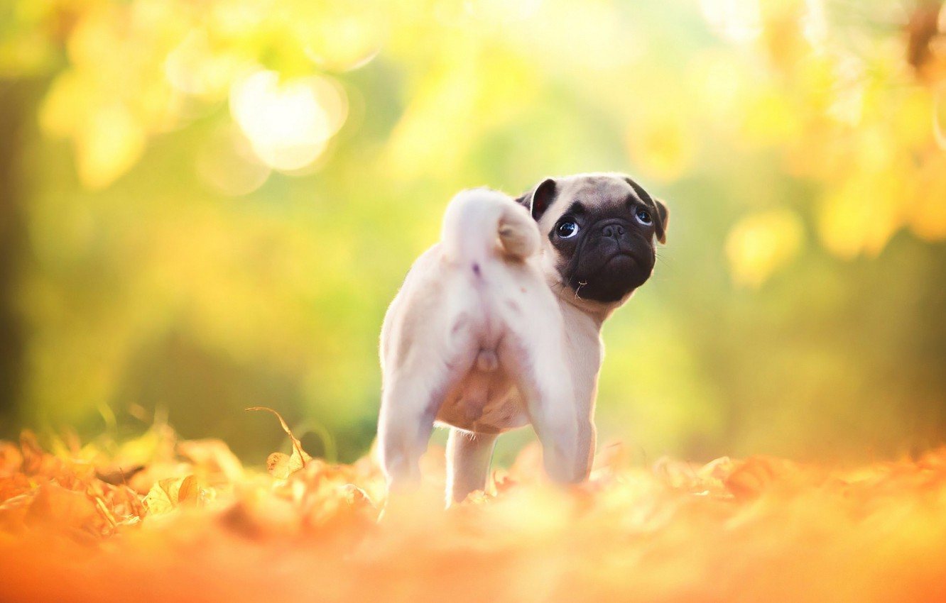 Photo Wallpaper Autumn, Forest, Yellow, Park, Background, - Осень И Мопсы - HD Wallpaper 