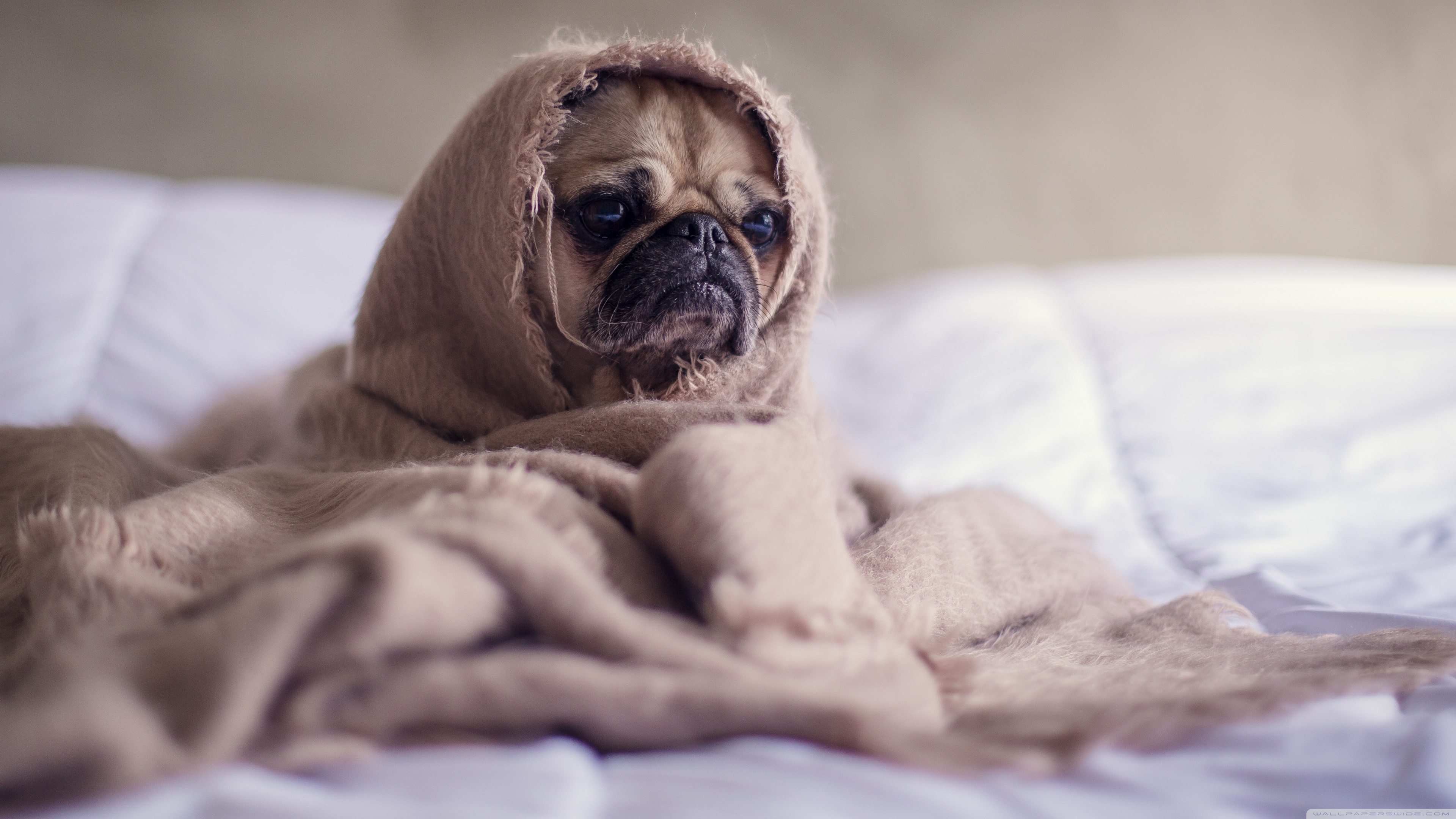 Cute Pug Dog Hd - HD Wallpaper 