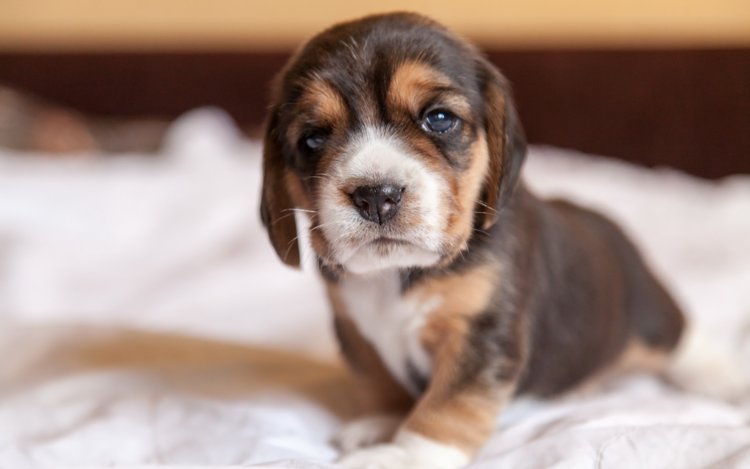 Phone Wallpaper Small Dog - 2560x1600 Wallpaper Phone Wallpaper Small Dog - 2560x1600 Wallpaper