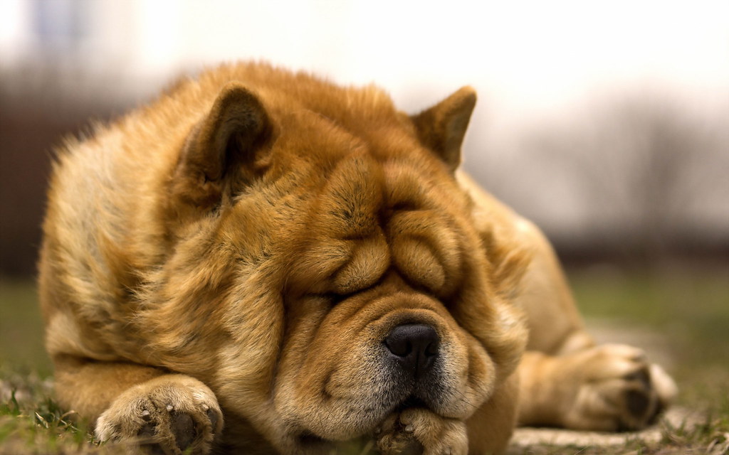 Chow Chow Cute Dog - HD Wallpaper 