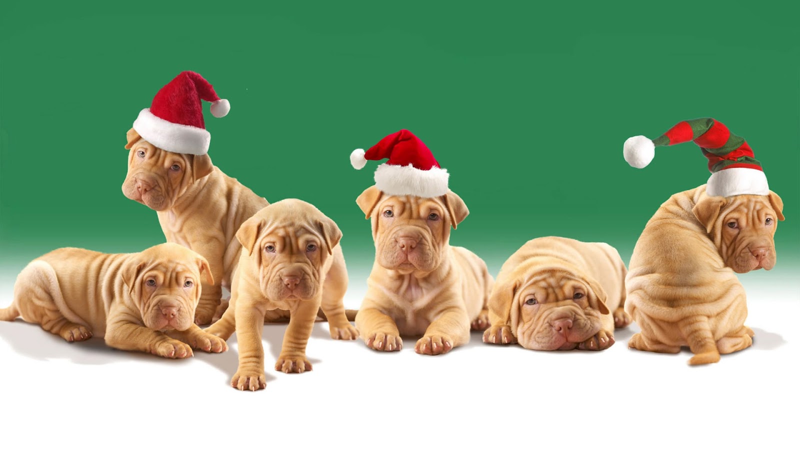Funny Christmas Dog Pics Wallpaper - Desktop Wallpaper Puppies Christmas - HD Wallpaper 