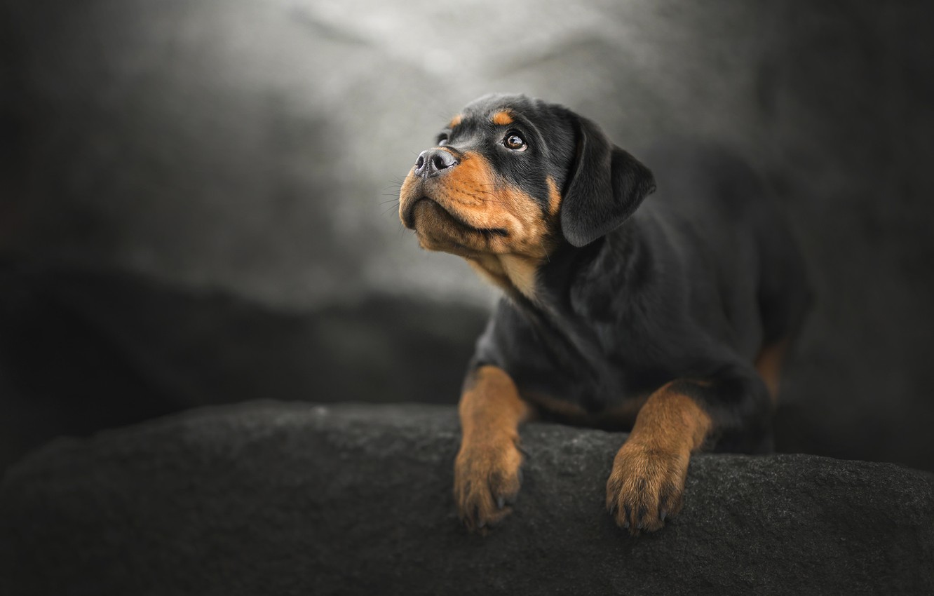 Photo Wallpaper Look, Dog, Rottweiler, Puppy, Bokeh - Rottweiler - HD Wallpaper 