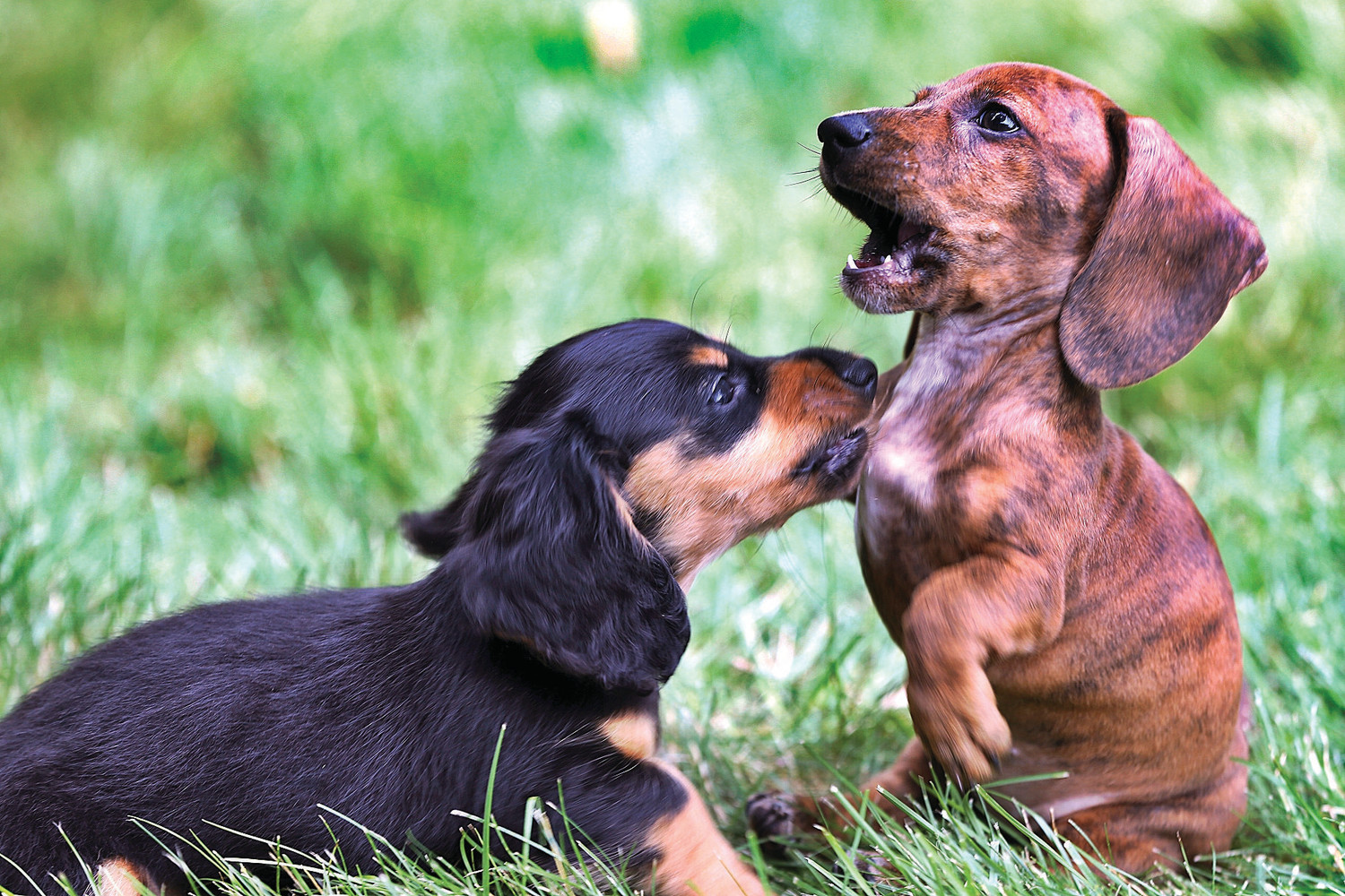 Cute Pet Eagle - Dachshund Puppies - HD Wallpaper 