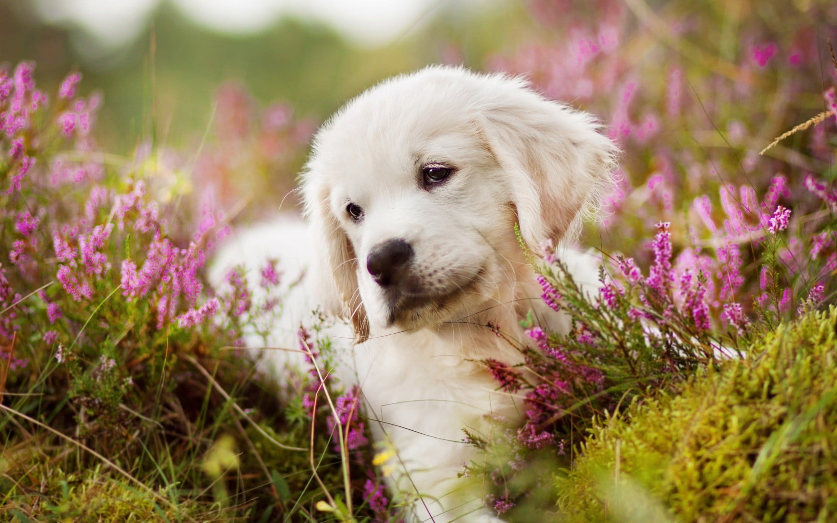 Golden Retriever Puppies Background - HD Wallpaper 