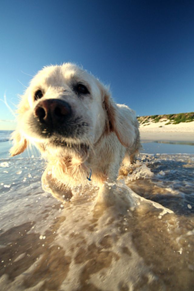 Water Dog Wallpaper - Perros Wallpaper Iphone - HD Wallpaper 