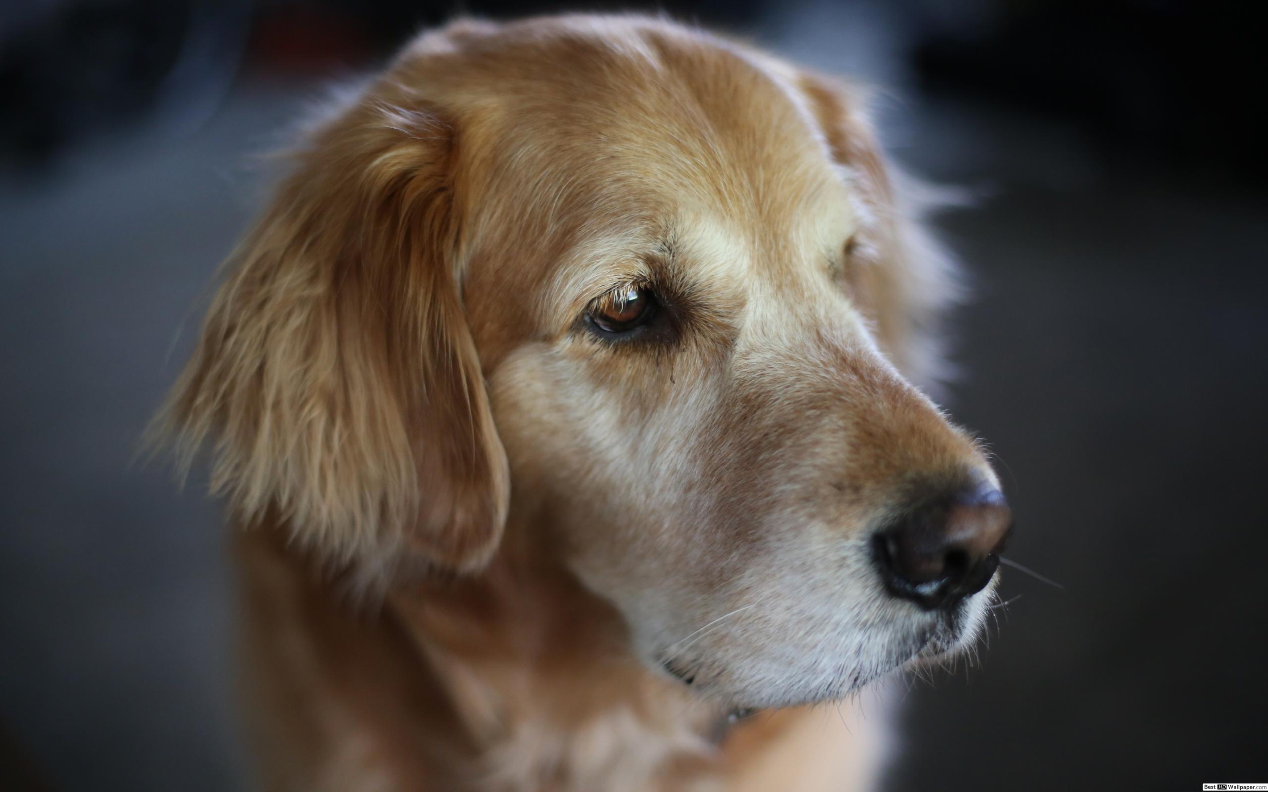 Dog - HD Wallpaper 