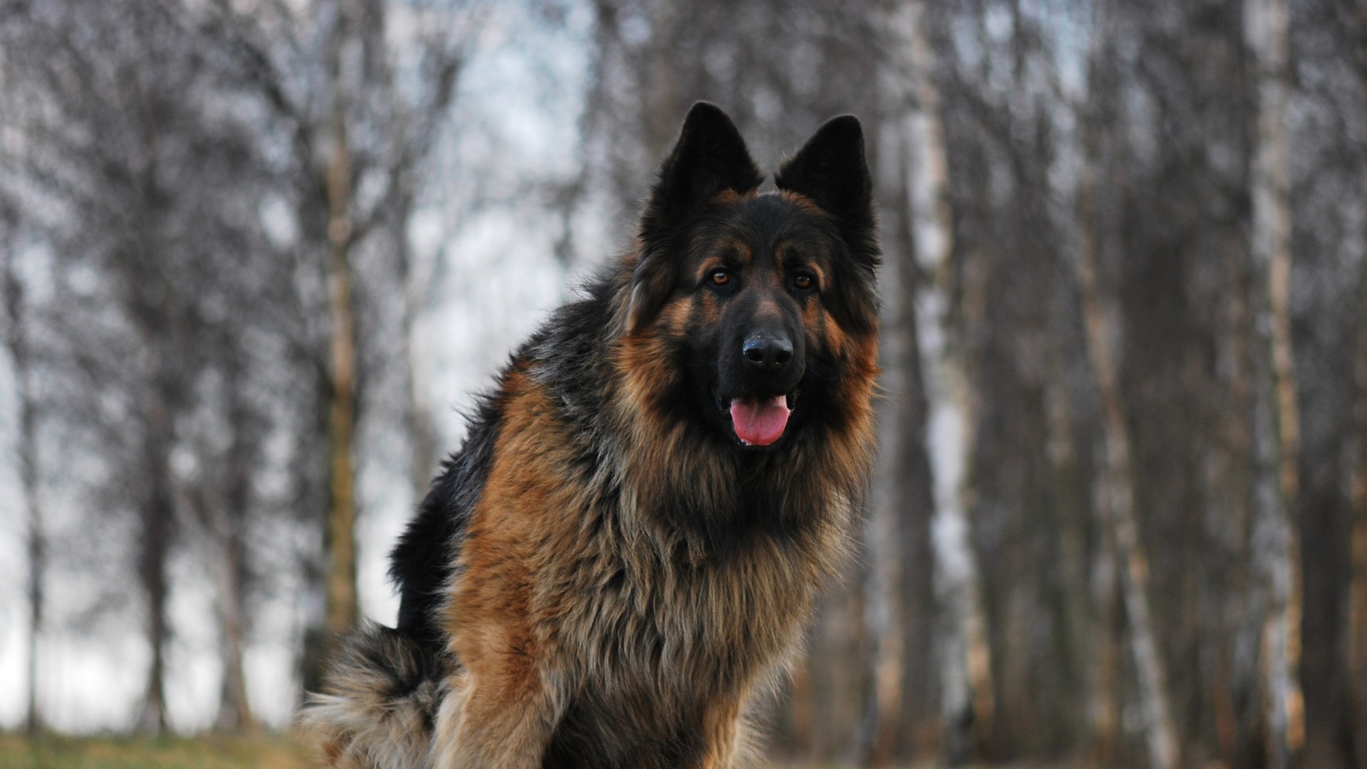 Preview German Shepherd Data Src Free German Shepherd - German Shepherd Wallpaper 1080p - 1920x1080 Wallpaper Preview German Shepherd Data Src Free German Shepherd - German Shepherd Wallpaper 1080p - 1920x1080 Wallpaper