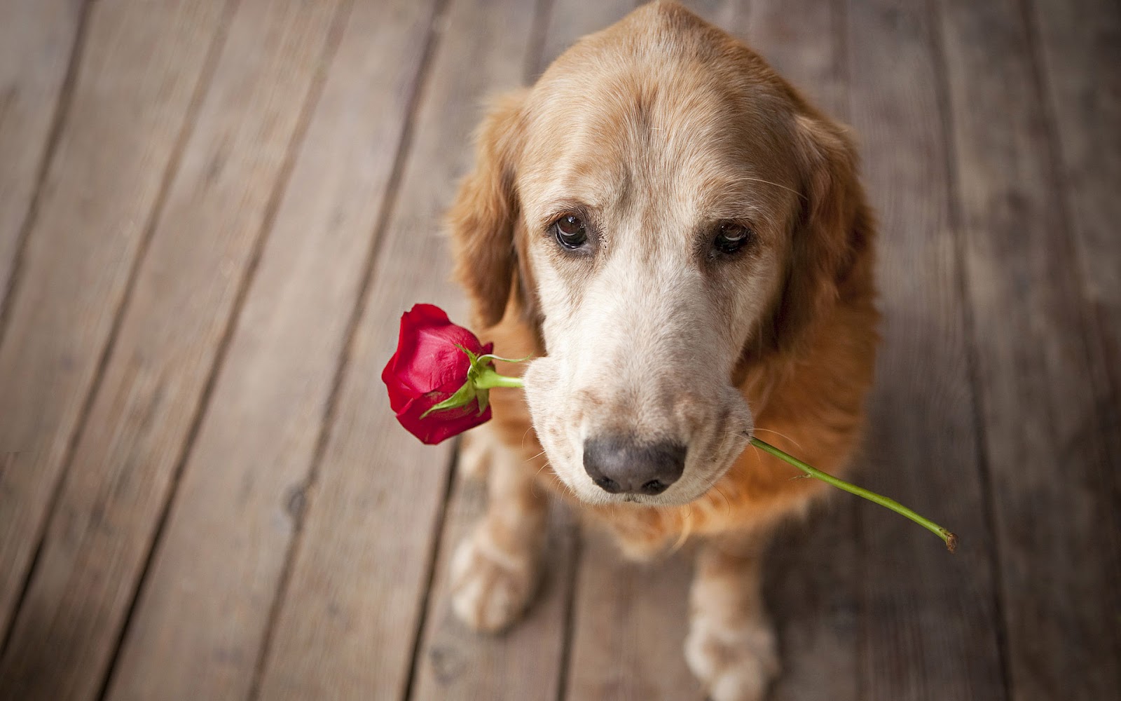 Photo Of A Dog With A Red Rose In His Mouth - Sweetest Day Meme - HD Wallpaper 