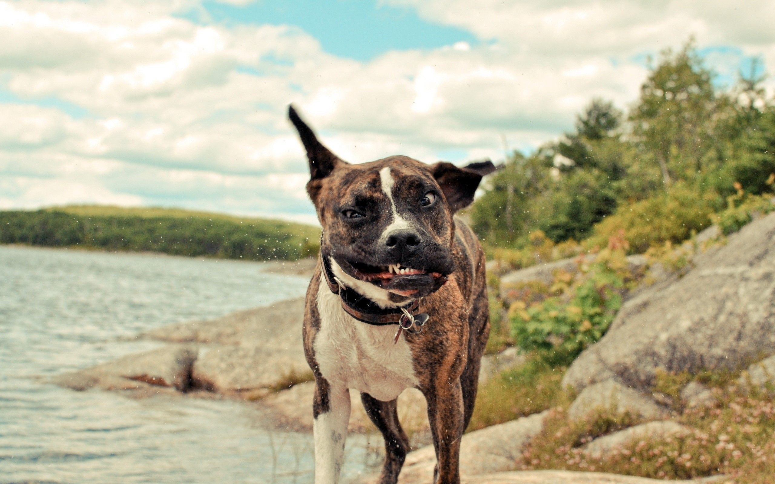 2560ã—1600 Funny Dog Wallpaper 1 Amazing Hd Download - Funny Dog Wallpaper 4k - 2560x1600 Wallpaper 2560ã—1600 Funny Dog Wallpaper 1 Amazing Hd Download - Funny Dog Wallpaper 4k - 2560x1600 Wallpaper