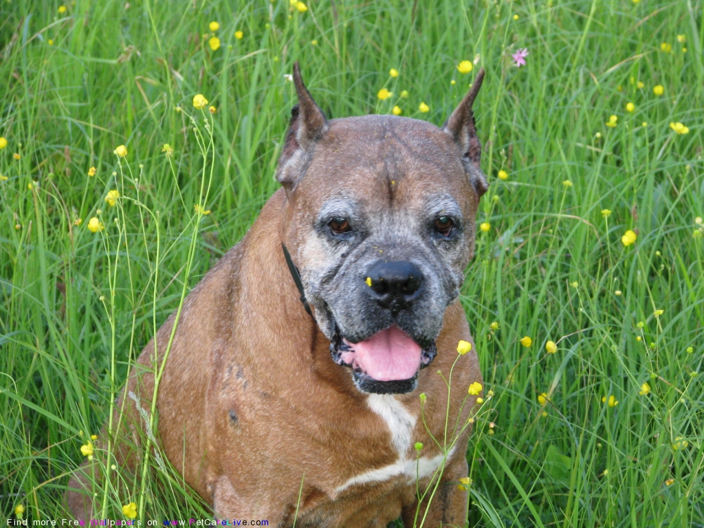 The Free Boxer Dog Desktop Wallpaper Pictures Online - Boxer - HD Wallpaper 