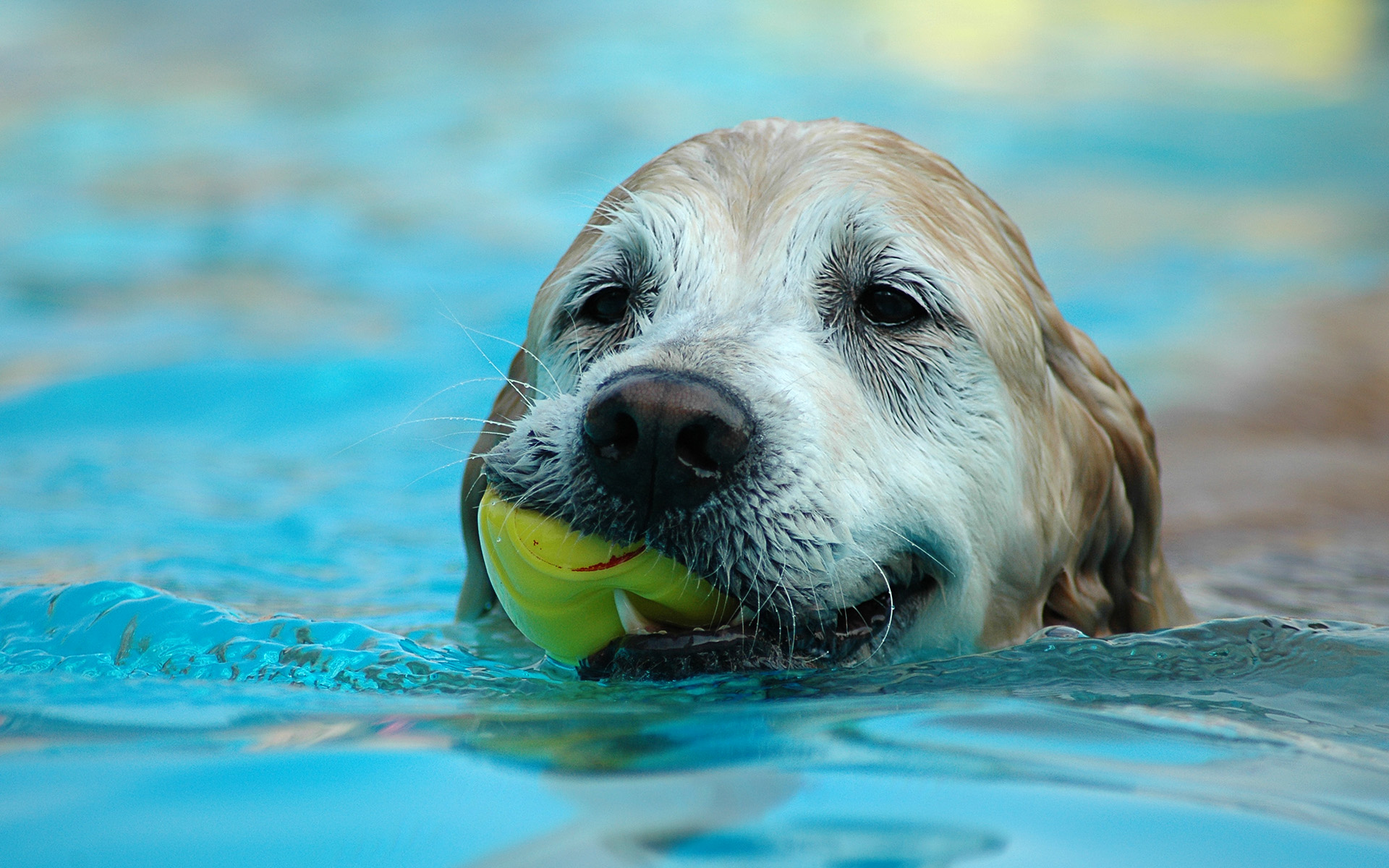 Cool Dog Wallpaper, Cool Dog Desktop Wallpaper - Dog In Pool - HD Wallpaper 