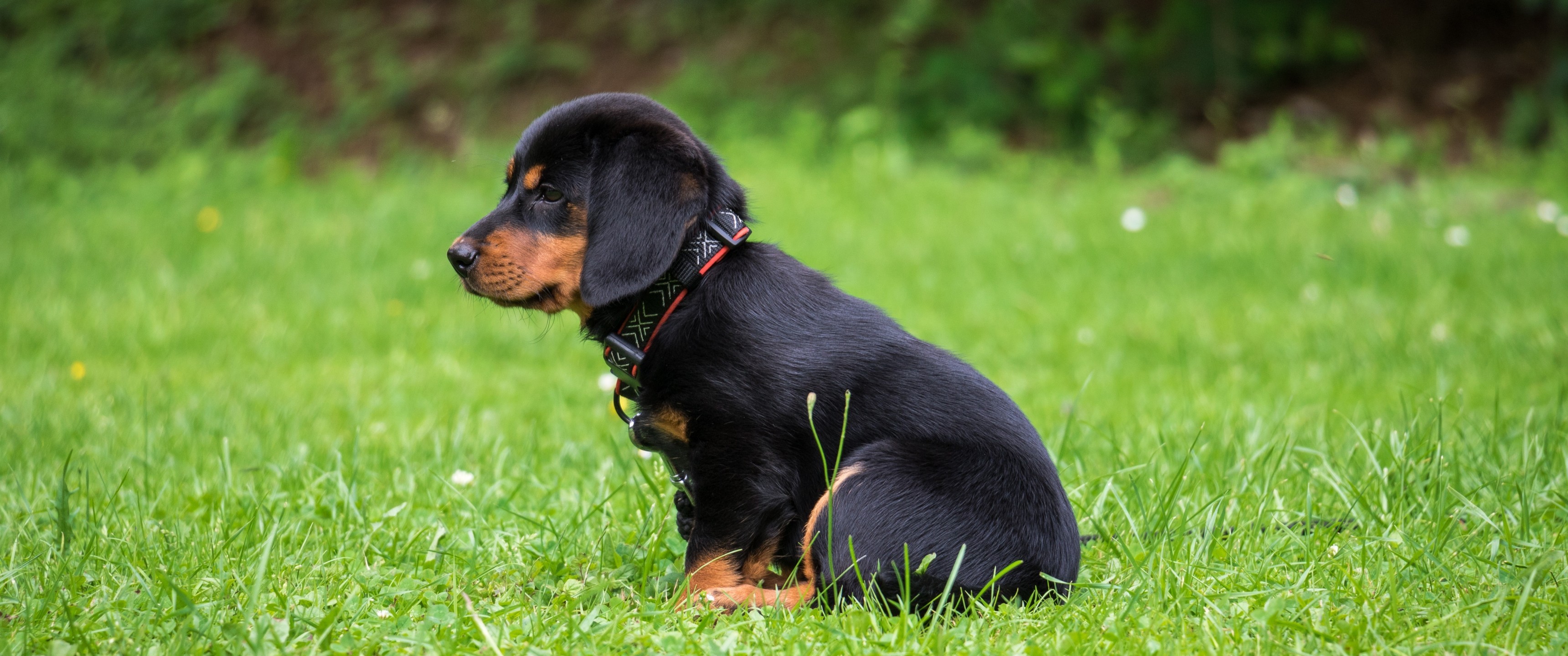 Rottweiler Puppy, Grass, Looking Away - Small Dogs - HD Wallpaper 