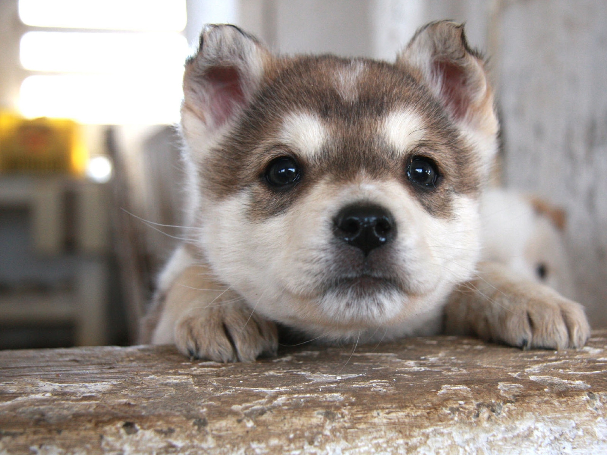 2560x1920, Hd Wallpaper - Husky Puppy Wallpaper Hd - HD Wallpaper 