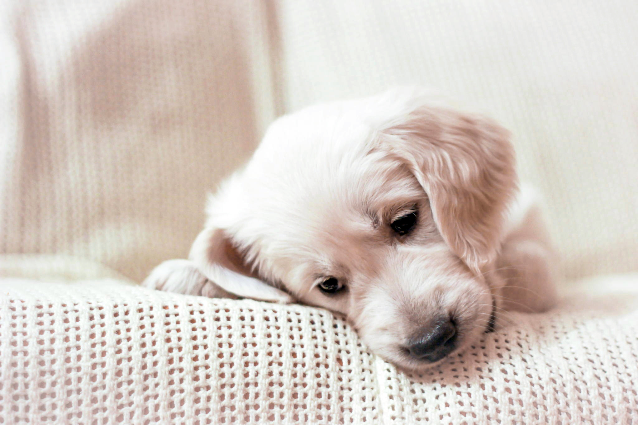 Golden Retriever Puppy Hd - HD Wallpaper 
