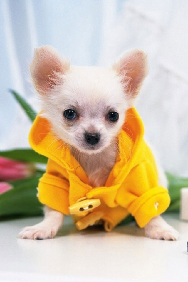 Iphone Dog Wallpaper Hd - HD Wallpaper 