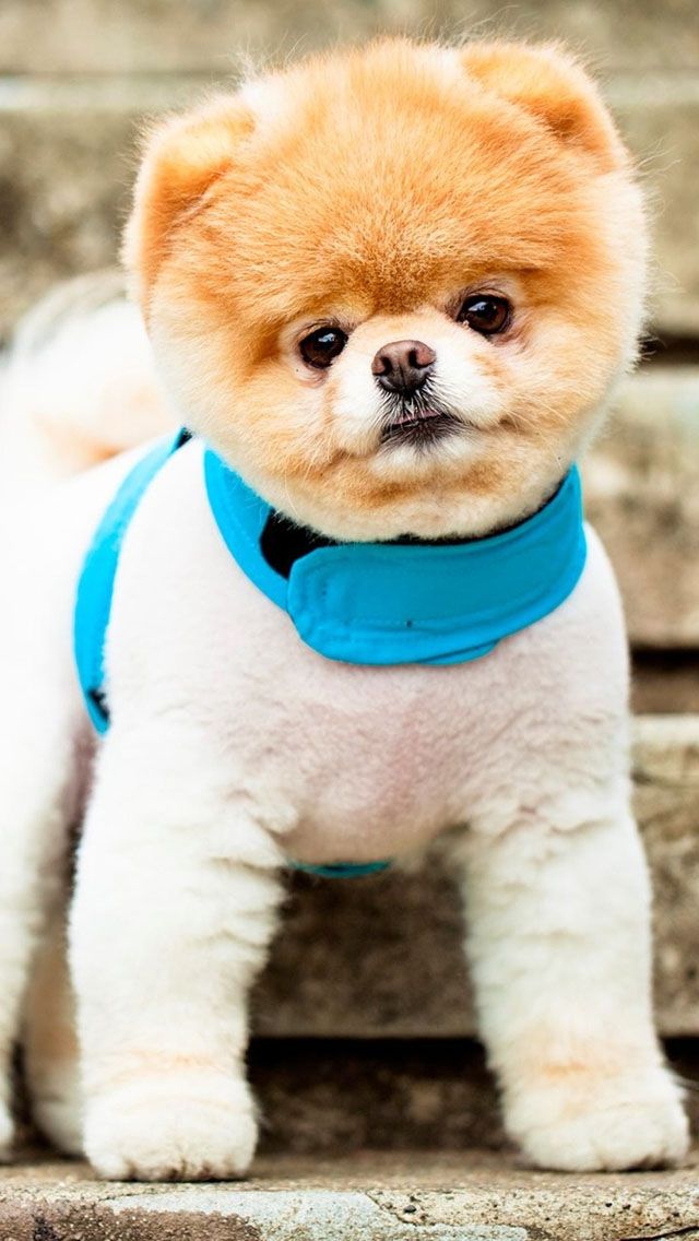 Pomeranian Dog For Iphone - HD Wallpaper 