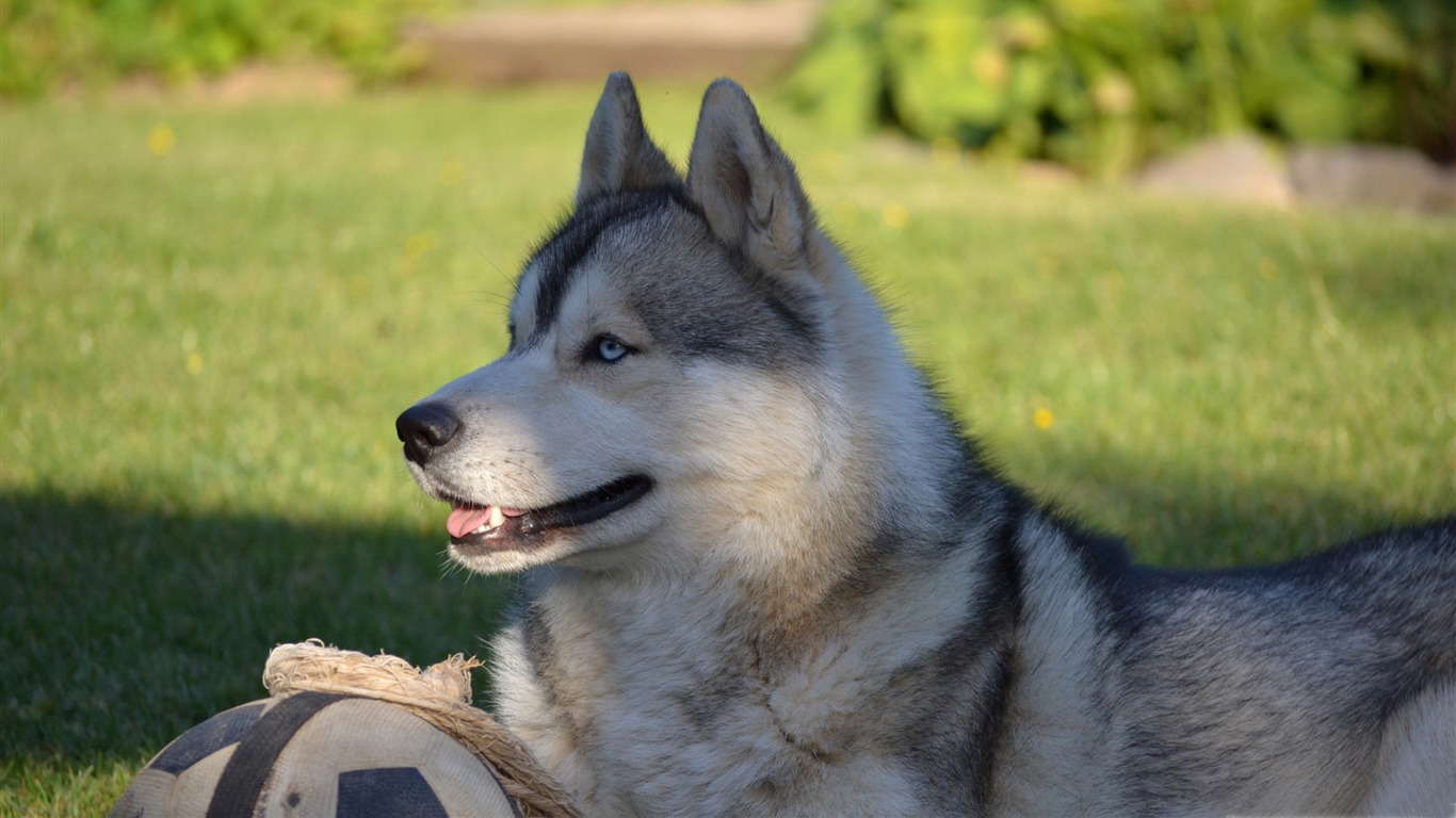 White Husky Dog-dog Animal Desktop Wallpaper2011 - HD Wallpaper 