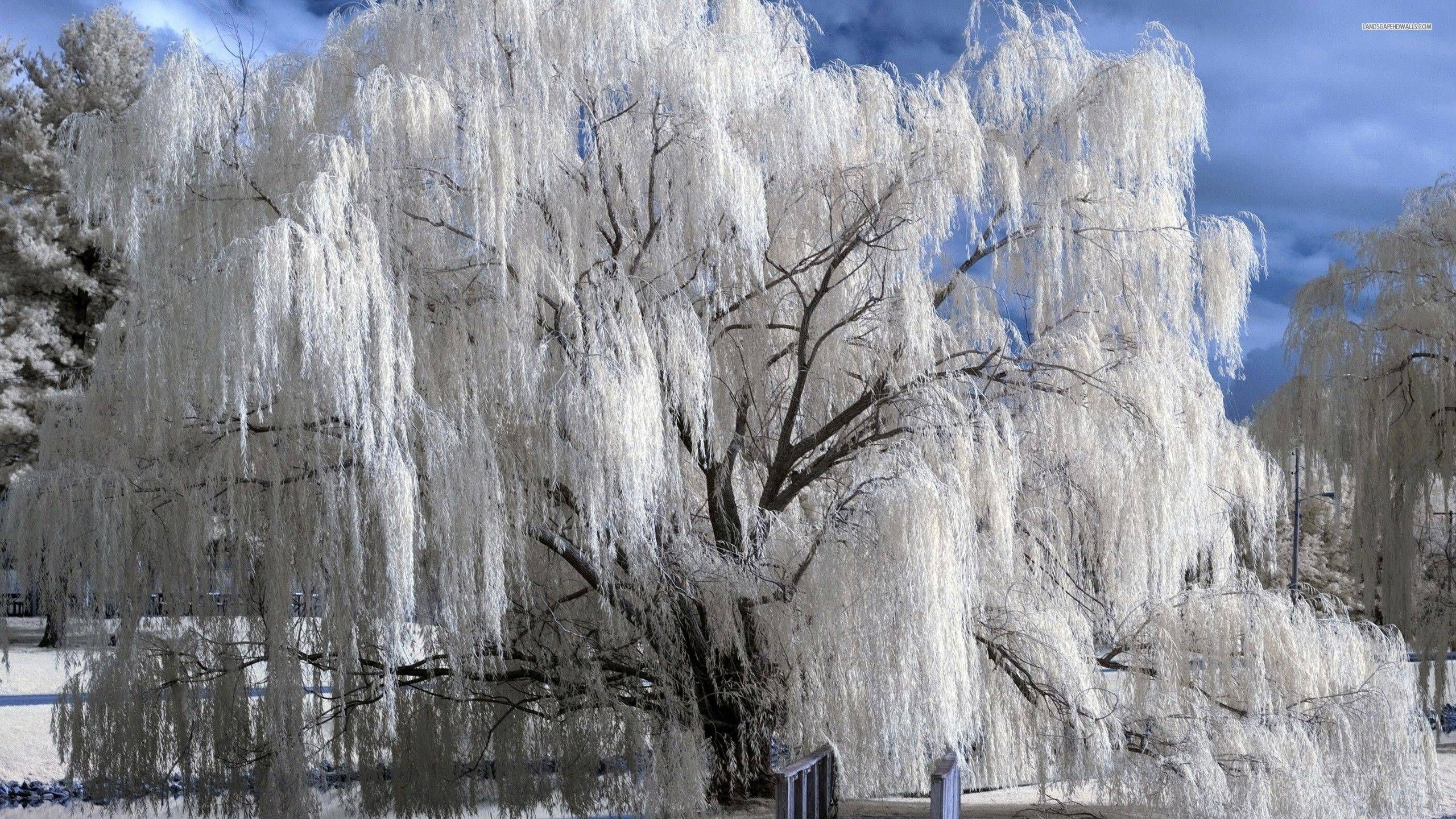 2560x1440, Snowy Weeping Willow Wallpaper - Weeping Willow Tree Snow - HD Wallpaper 