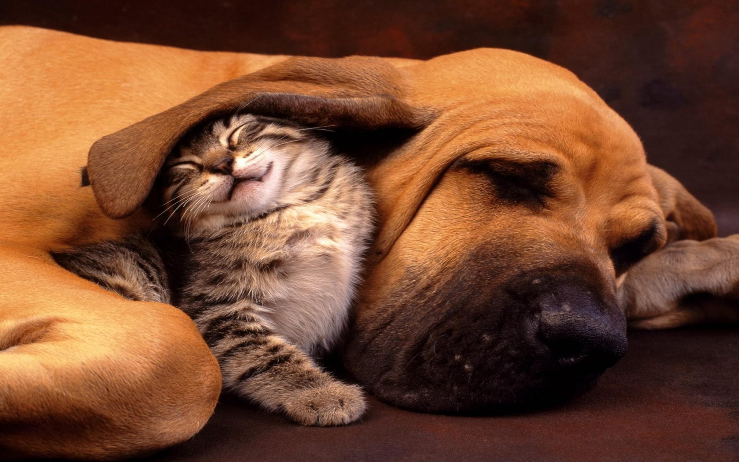 Desktop Funny Dogs And Cats Wallpaper Download - Cat And Dog - HD Wallpaper 