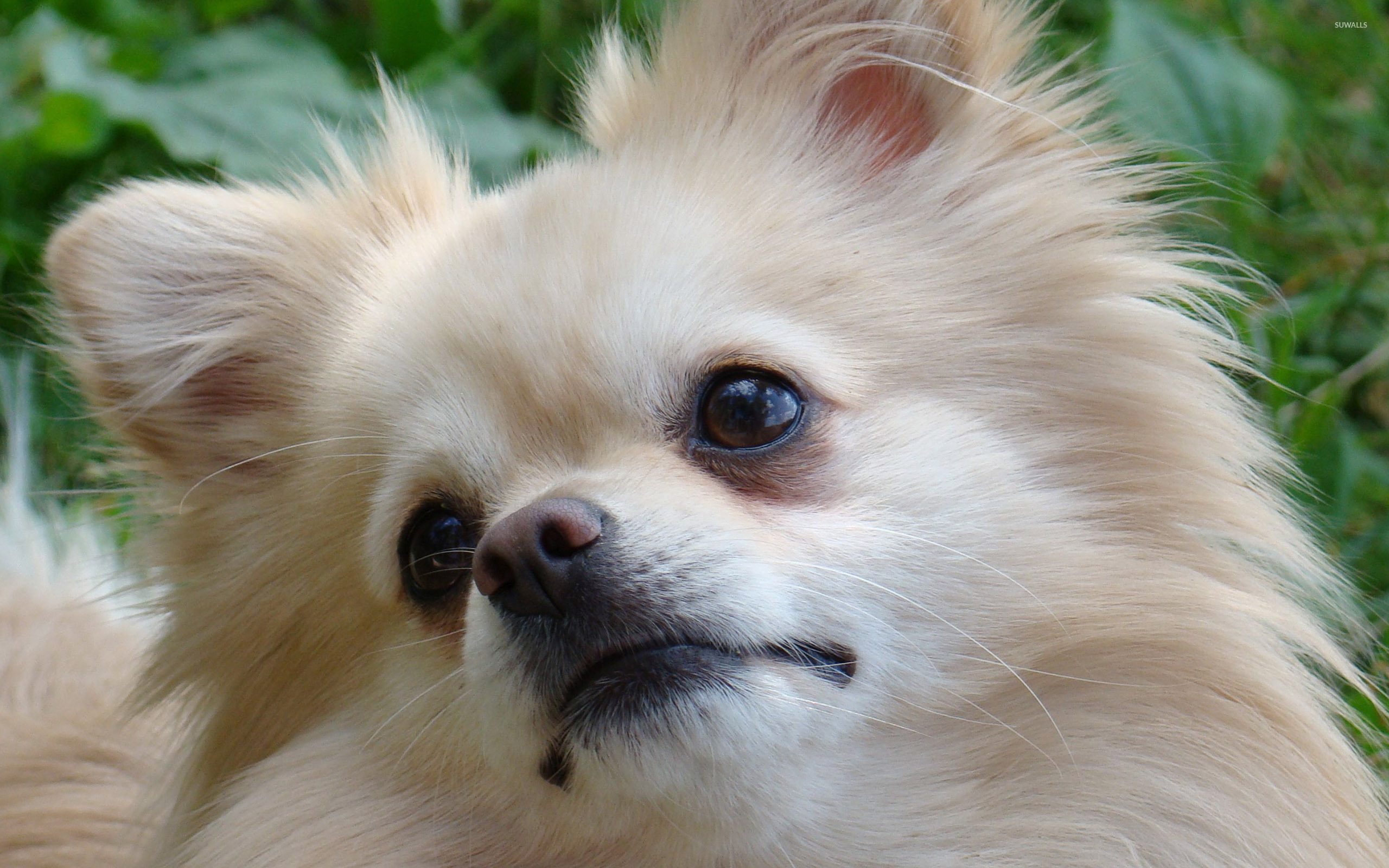 3d Wall Papers Of Pomeranians - HD Wallpaper 