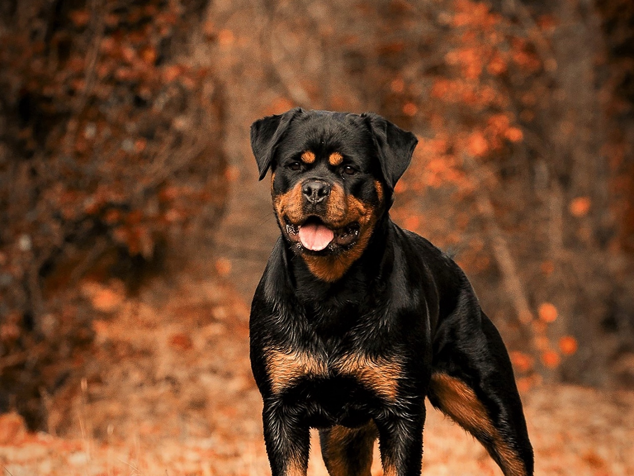 Wallpaper Rottweiler, Dog, Autumn, Walk - Rottweiler Wallpaper For Iphone - HD Wallpaper 