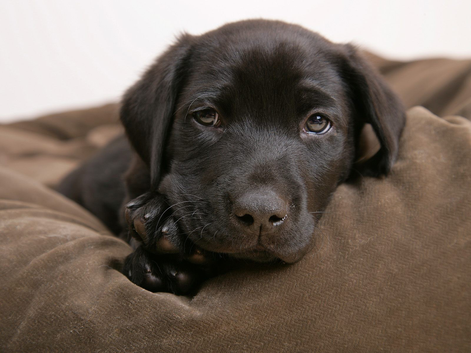 Little Labrador - Black Labrador Puppy Brown Eyes - HD Wallpaper 