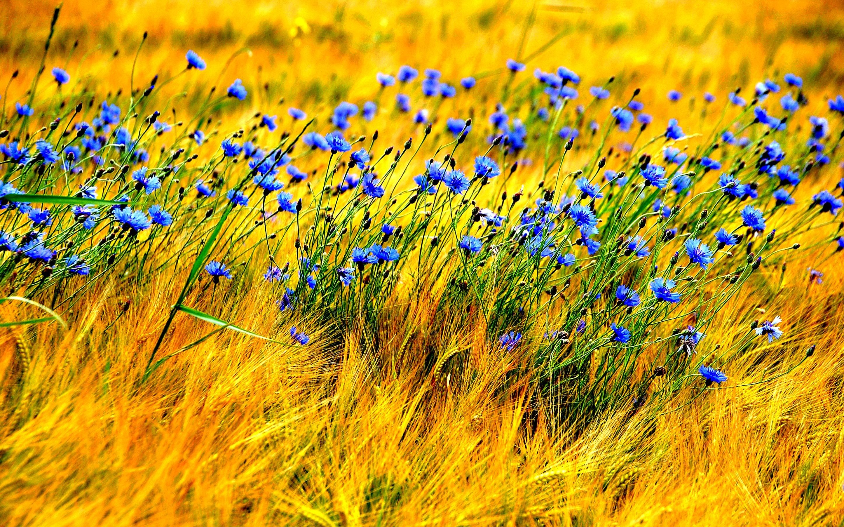2892x1805, Blue Wind Nature Field Flowers Hd 
 Data - All New Images Hd - HD Wallpaper 