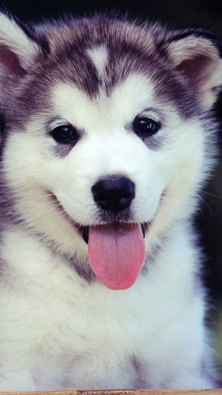 Download Wallpaper Puppies, Couple, Blue, Face, Cute, - Cute Dogs Wallpaper Iphone - 750x1334 Wallpaper Download Wallpaper Puppies, Couple, Blue, Face, Cute, - Cute Dogs Wallpaper Iphone - 750x1334 Wallpaper