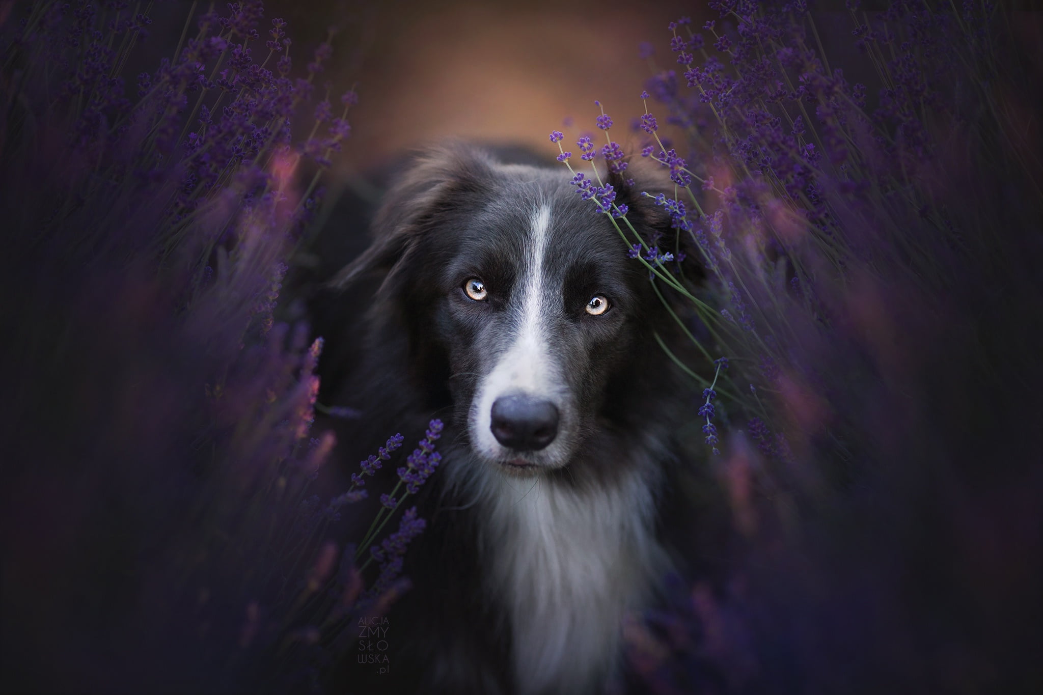 Border Collie Dog - HD Wallpaper 