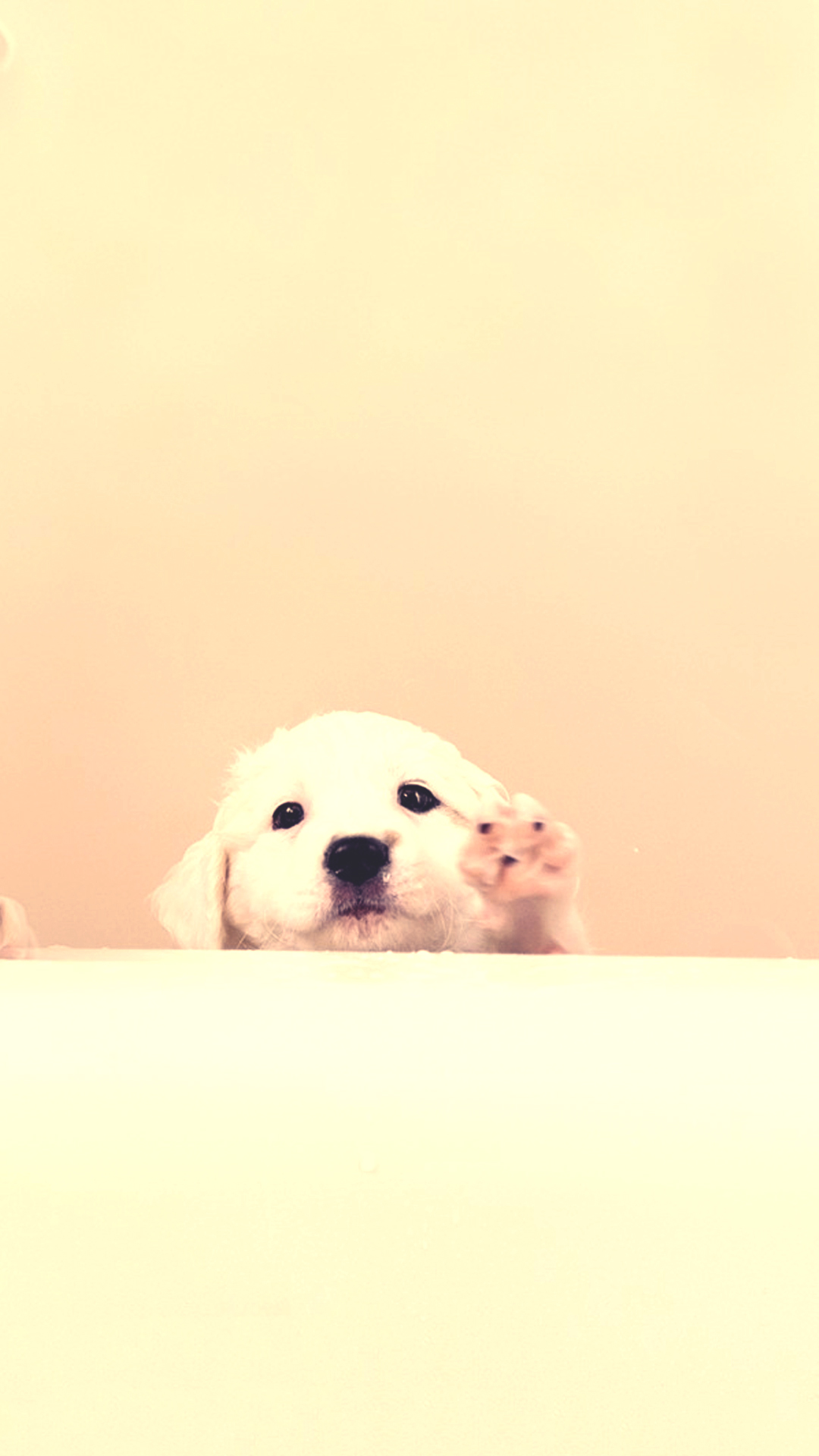 Cute Puppy Mobile Wallpaper Hd - HD Wallpaper 