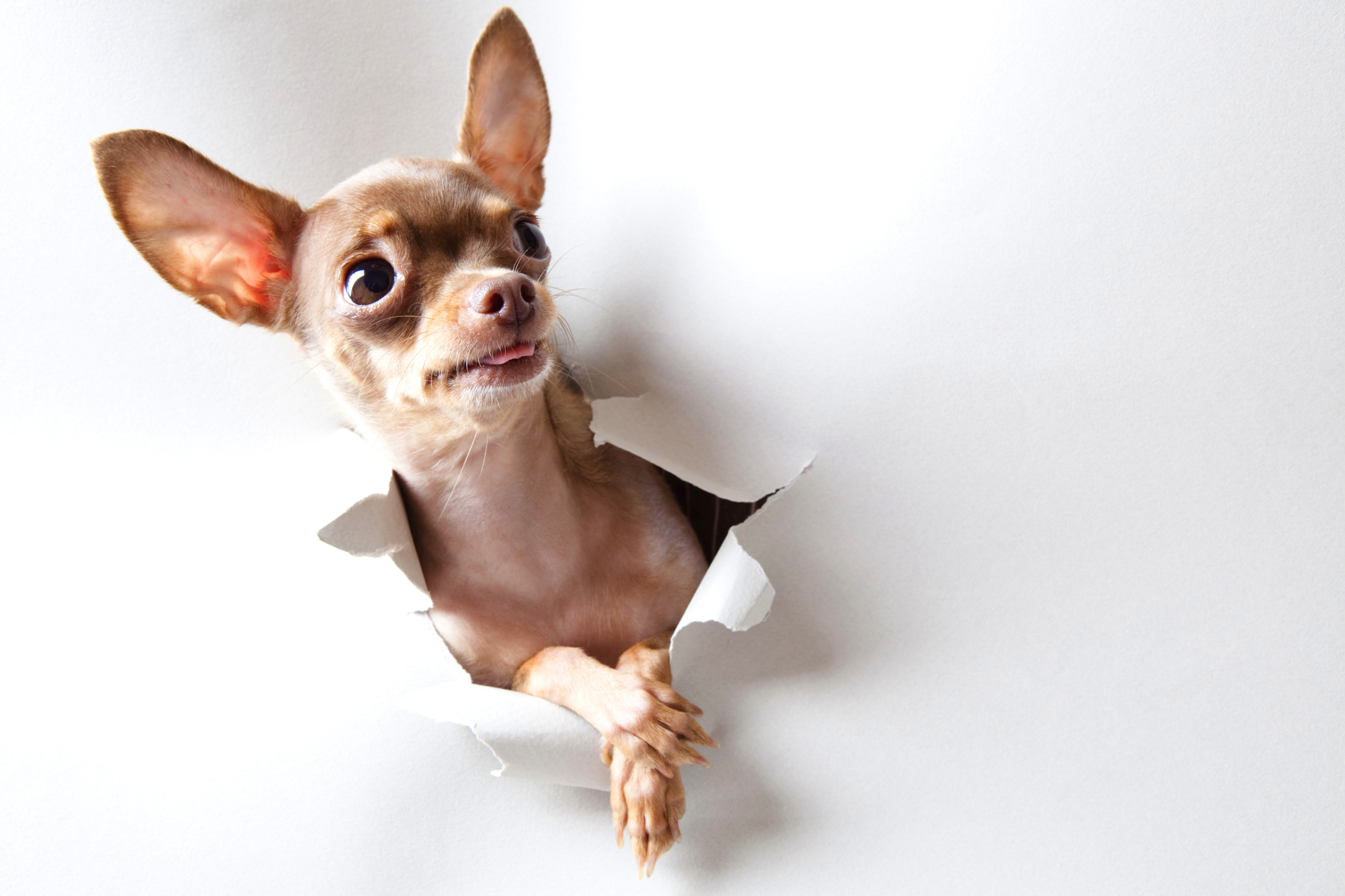 Sable Deer Head Chihuahua - HD Wallpaper 