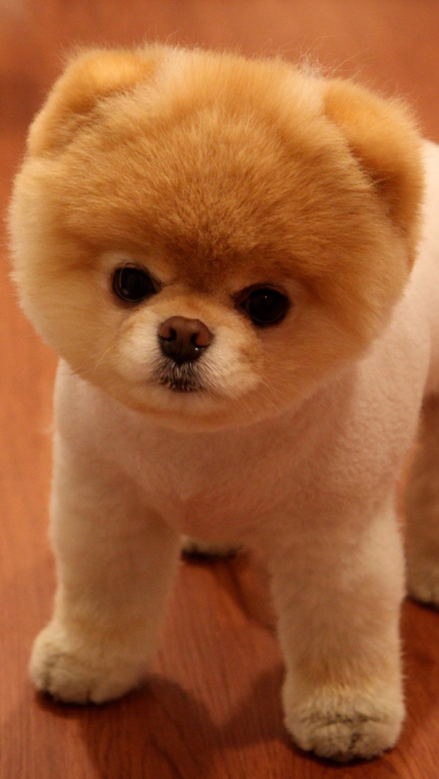 Cute Pomeranian Dog Iphone Wallpaper - Pomeranian Iphone - HD Wallpaper 