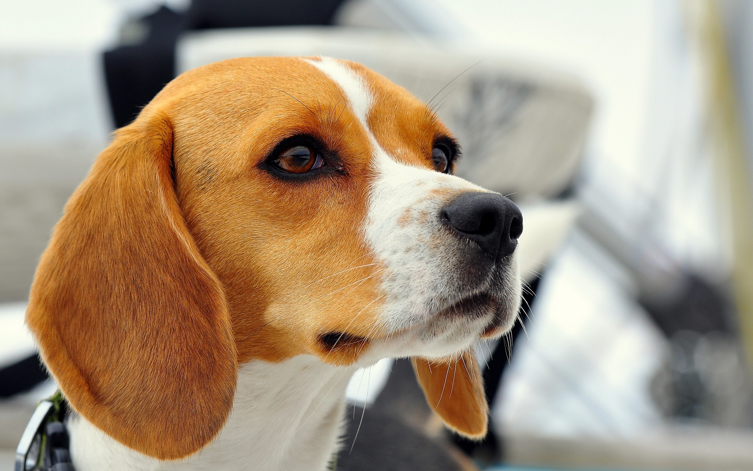 Beagle - Beagle Backgrounds - HD Wallpaper 