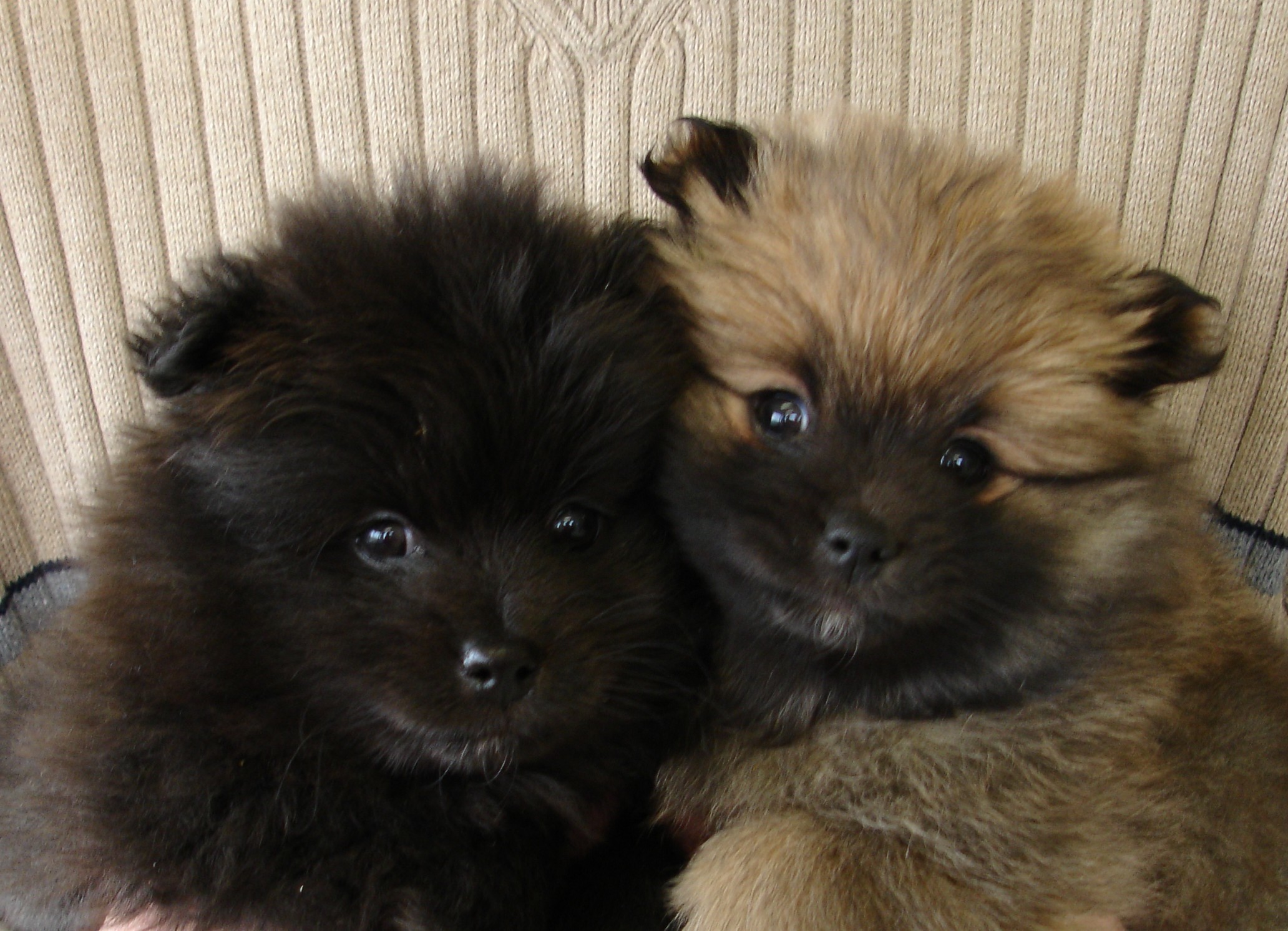 Pomeranian Wallpaper For Desktop - Pomeranian - HD Wallpaper 