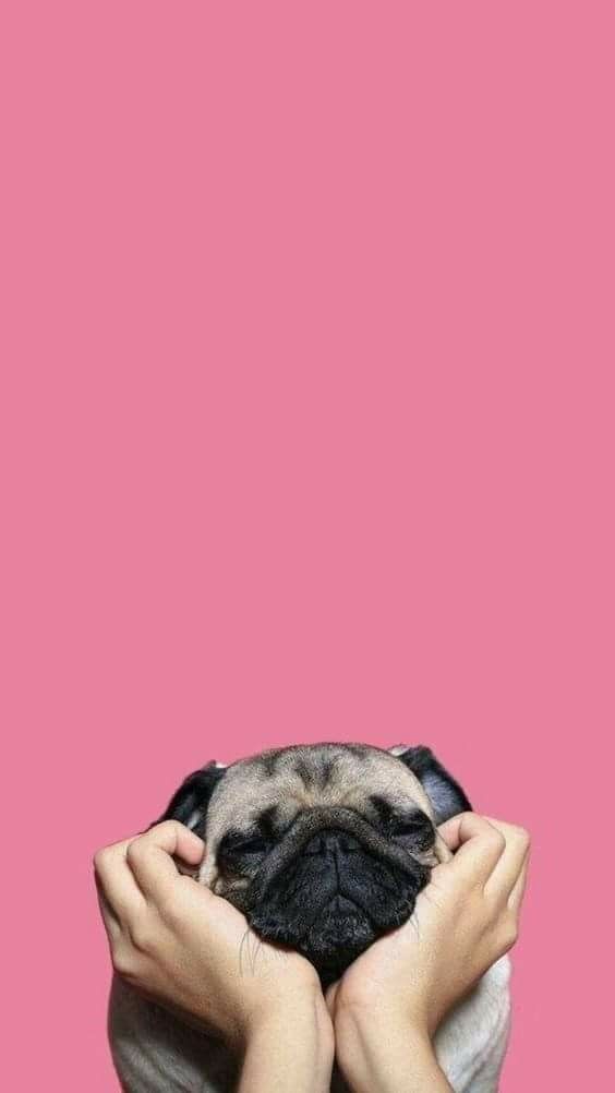 Dog, Wallpaper, And Pug Image - Pug - HD Wallpaper 
