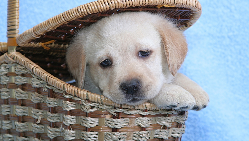 Basket, Labrador, Puppy Desktop Background - White Cute Labrador Puppies - HD Wallpaper 