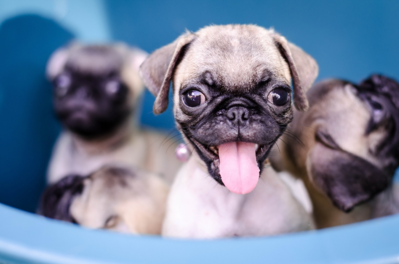 Cachorro Lengua - HD Wallpaper 