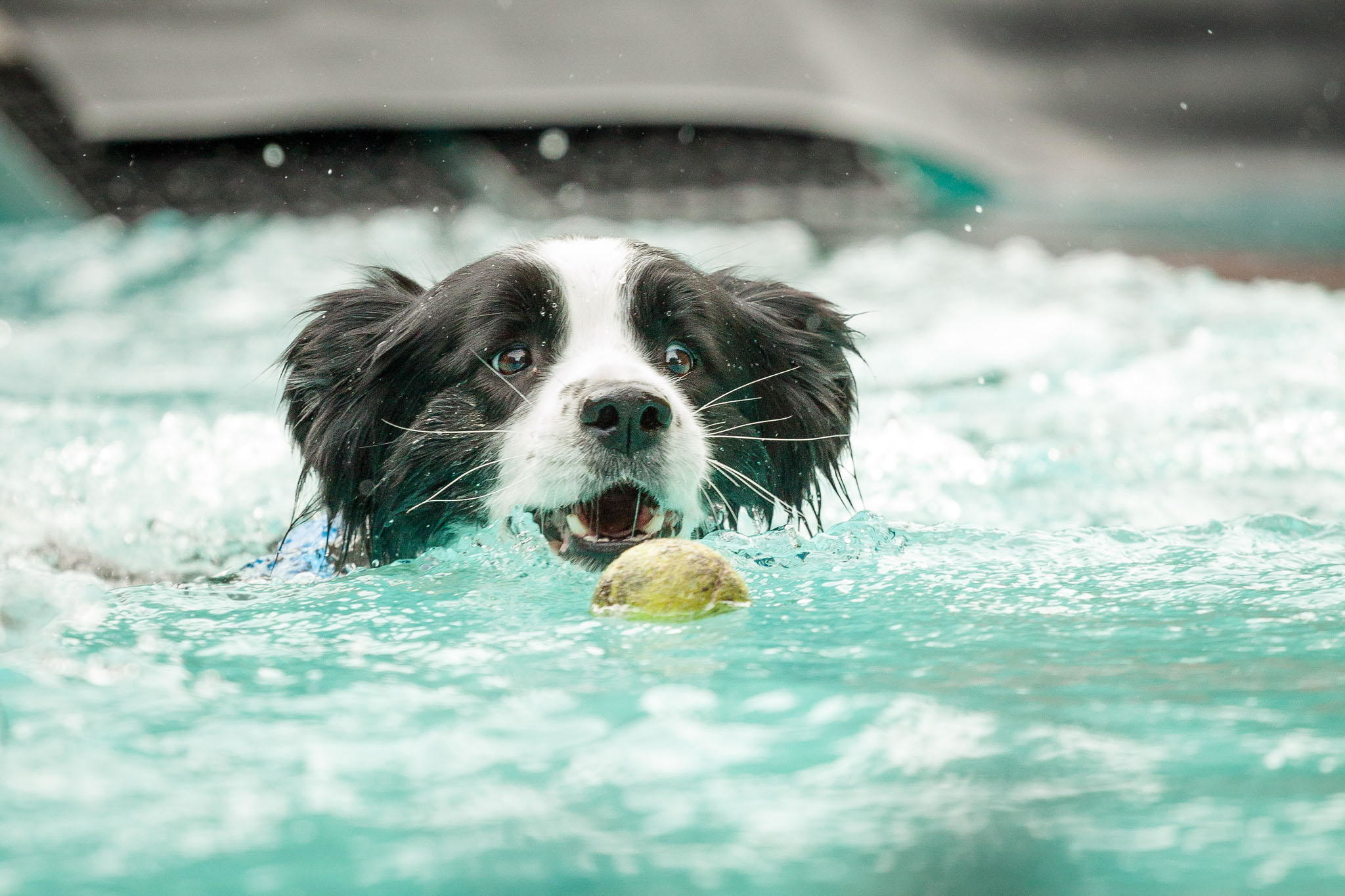 Cool Animals, Dog Desktop Images, Animal Background - Dog Catches Something - HD Wallpaper 