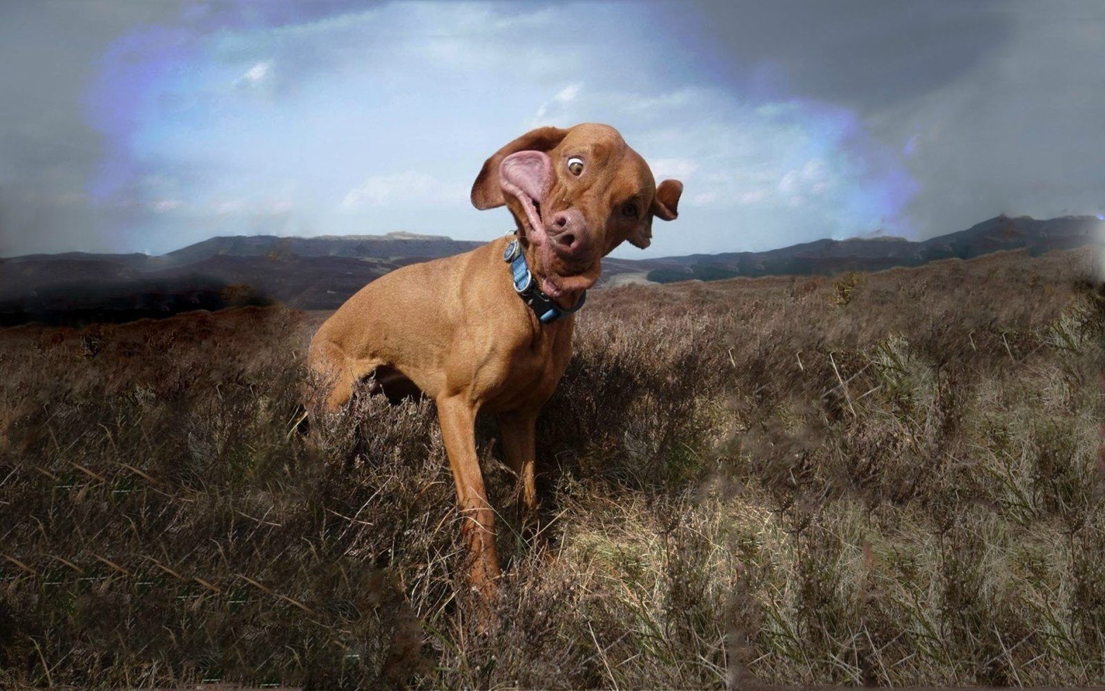 Changing Your Desktop Wallpaper Is The Fastest Way - Funny Dog Desktop Backgrounds - 1600x1000 Wallpaper Changing Your Desktop Wallpaper Is The Fastest Way - Funny Dog Desktop Backgrounds - 1600x1000 Wallpaper