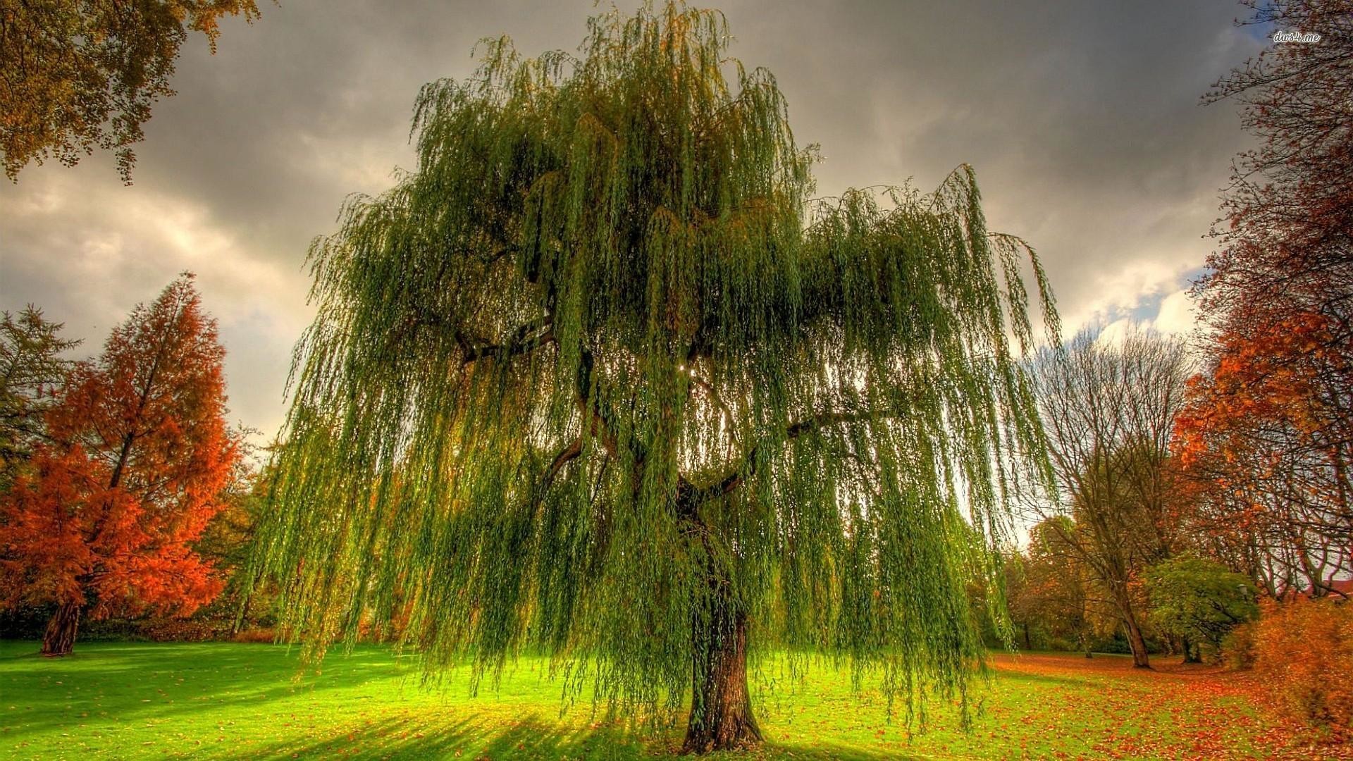 1920x1080, Willow Tree Wallpaper - Desktop Backgrounds Willow Tree