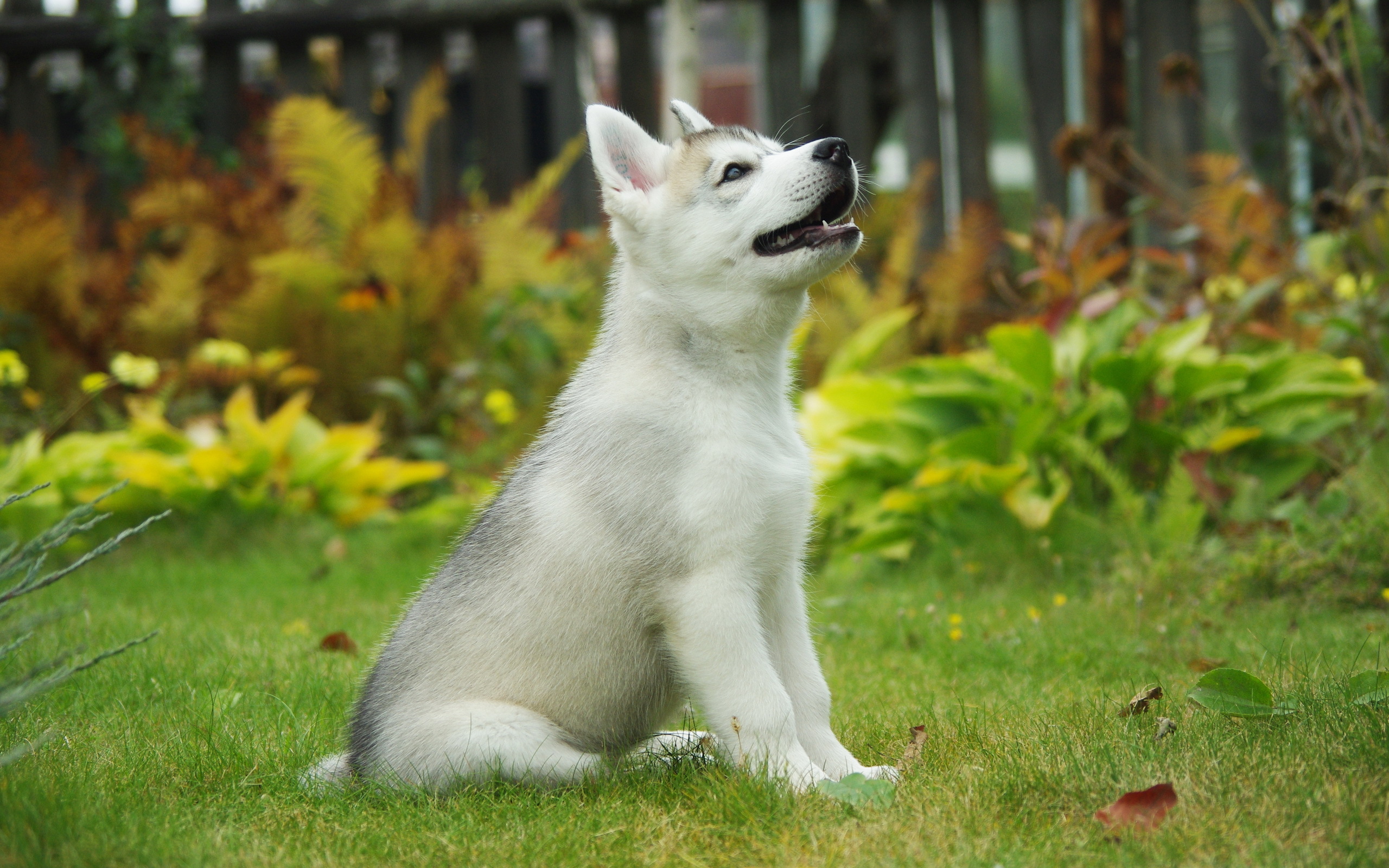 Siberian Husky Puppy Wallpaper Hd - HD Wallpaper 