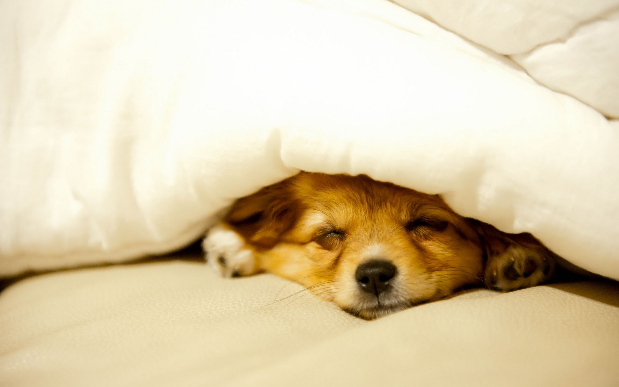 Sleeping Puppy Wallpaper Hd - HD Wallpaper 