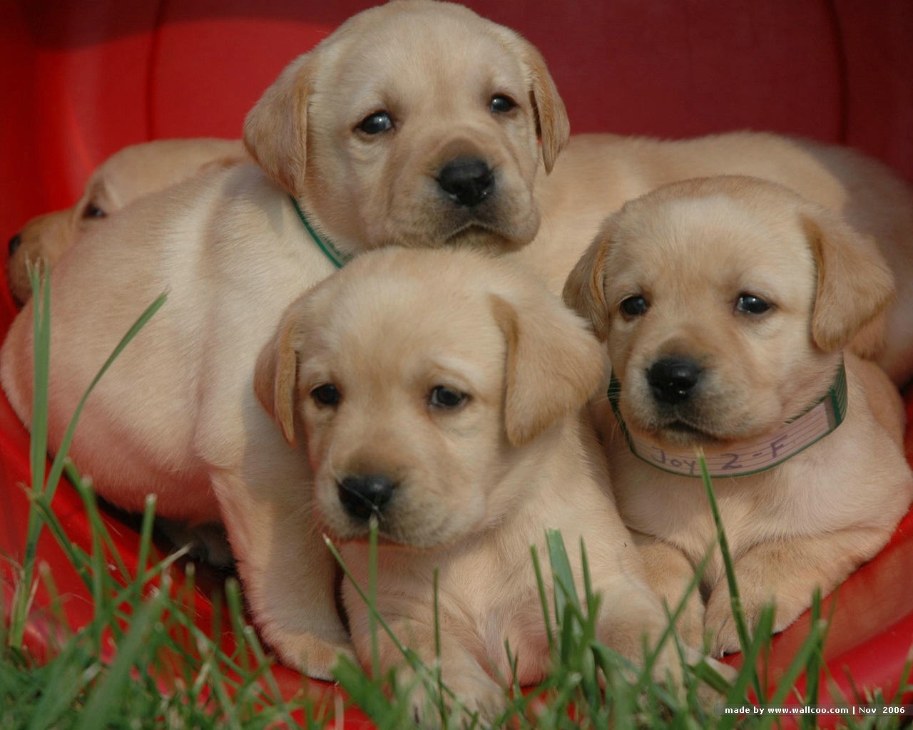 Three Labrador Retriever Puppies Wallpaper - Labrador Retriever - HD Wallpaper 