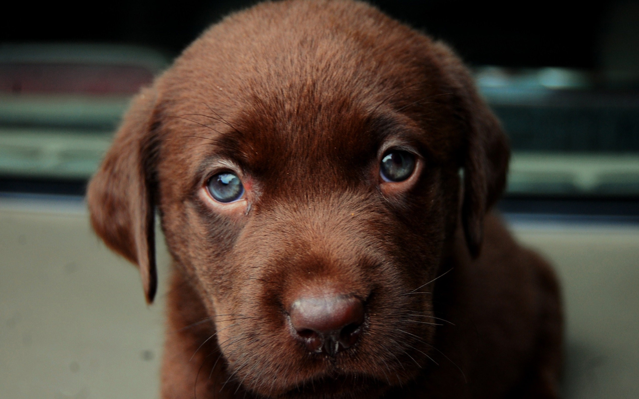 Labrador Puppies Hd - HD Wallpaper 
