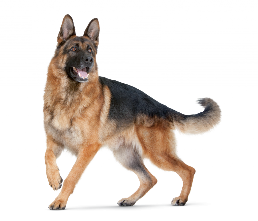German Shepherd Dog Hd - HD Wallpaper 