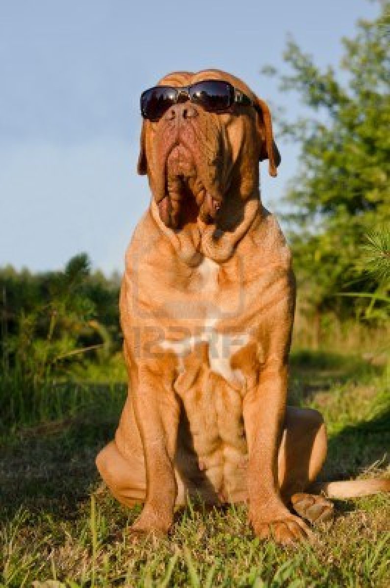 Dogue De Bordeaux Dog In The Glasses Wallpaper - Cao De Óculos De Sol - HD Wallpaper 