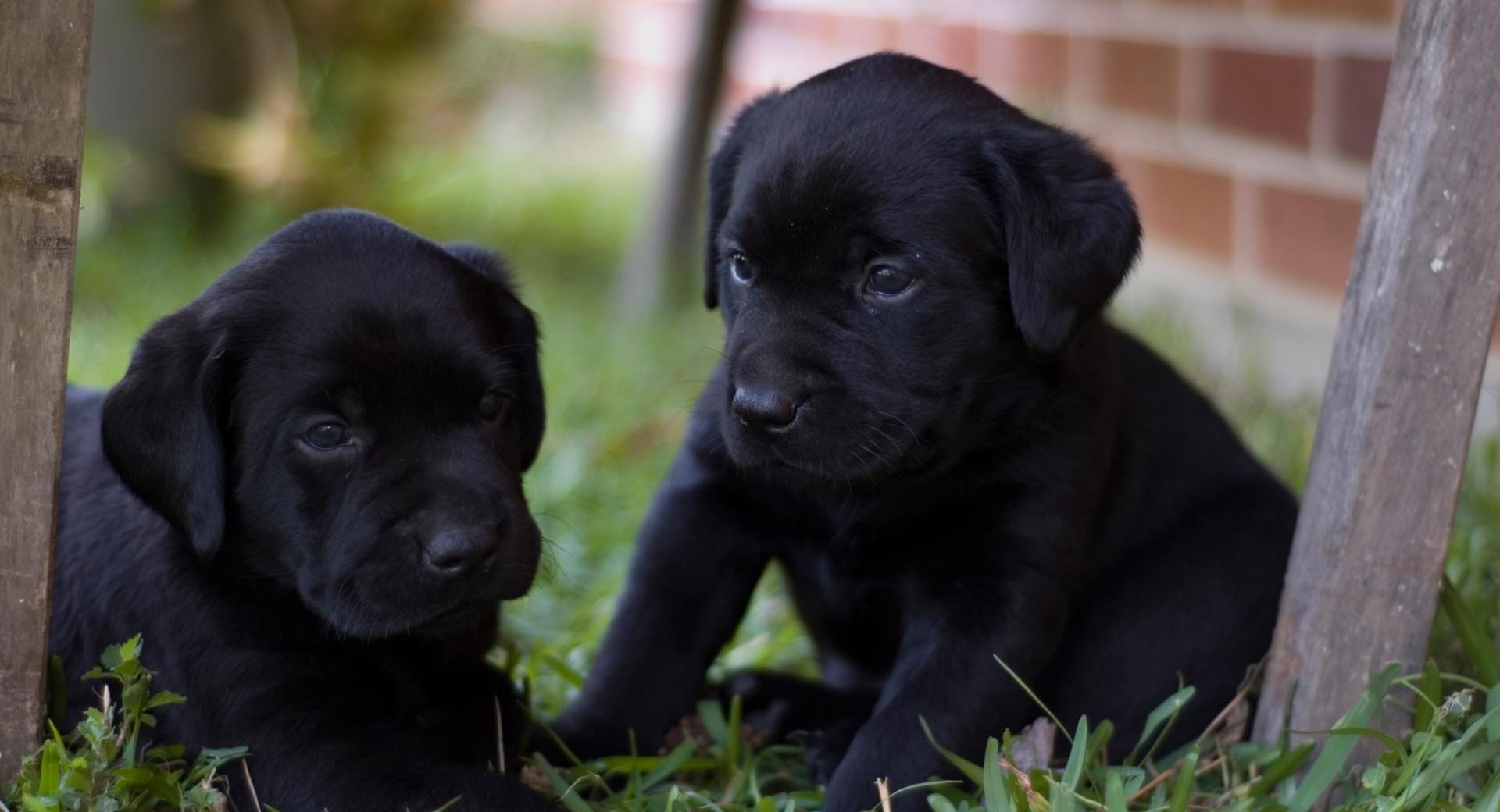 Cute Labrador Puppies Wallpapers Hd Quality - Black Lab Puppy Hd - HD Wallpaper 